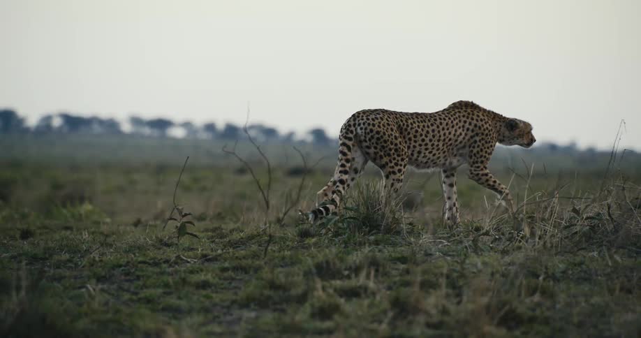 Cheetah walking through the jungle