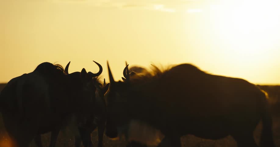 Wildebeest walking in the jungle at dawn