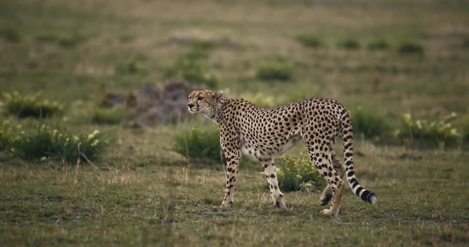 Cheetah walking through the jungle with sparse vegetation