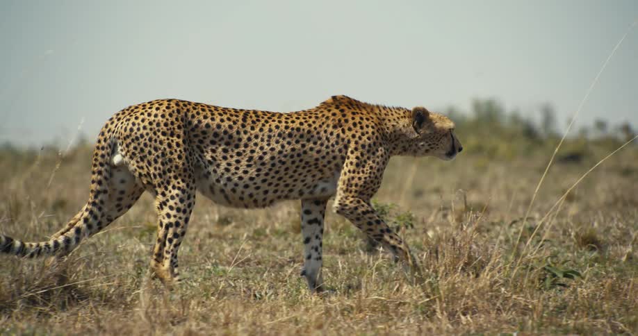 Leopard walking in jungle grass