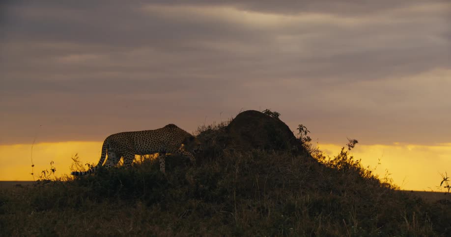 Cheetah walking through the jungle against a cloudy orange sky