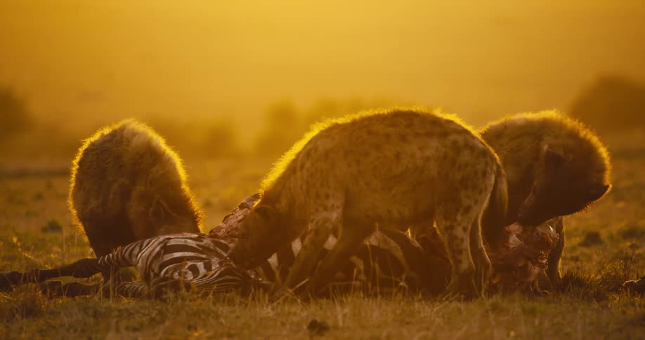 Four hyenas eating the carcass of a dead zebra in the jungle