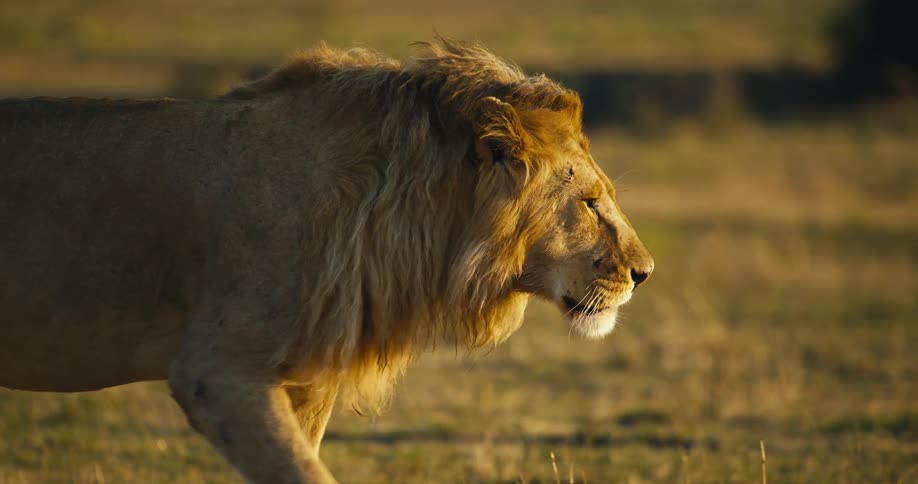 A bird flies by the walking lion