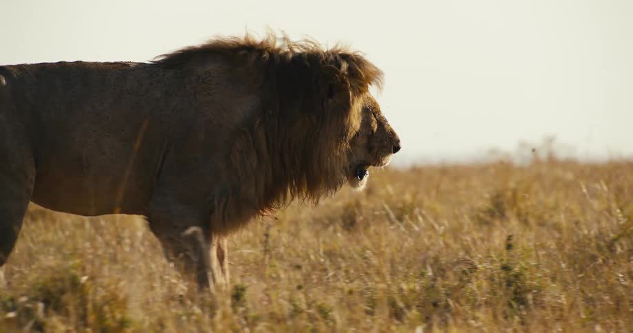 Imposing lion walking in the jungle