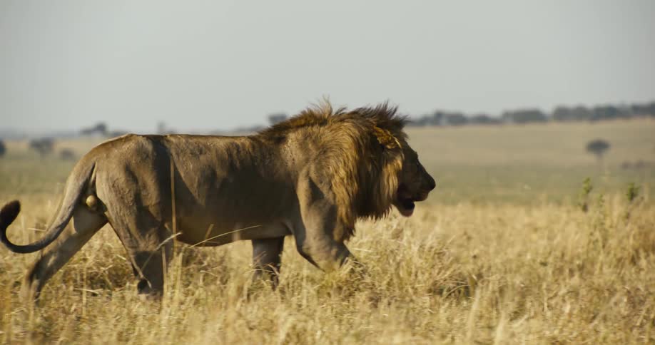 Lion walking on dry grass in the jungle