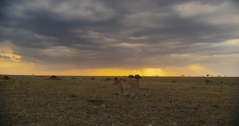 Cheetah walking through the jungle against a cloudy sky