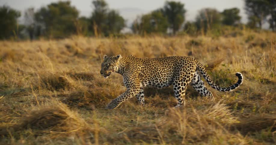 A leopard walking through tall grass in a savanna landscape