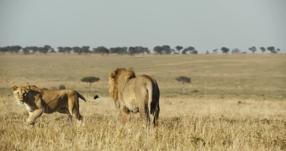 A lion and a lioness walking through a vast savanna showcasing their powerful presence and dynamic relationship within the pride