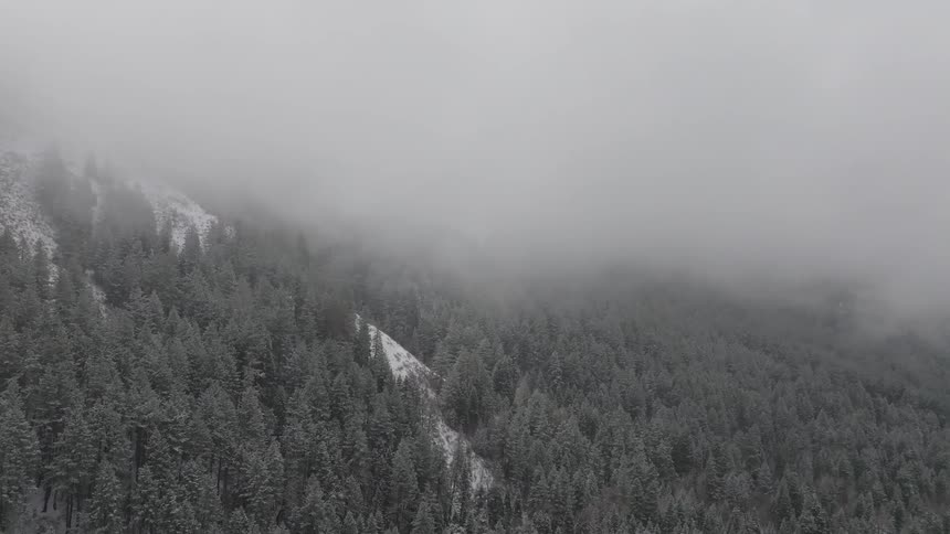 Trees From Above