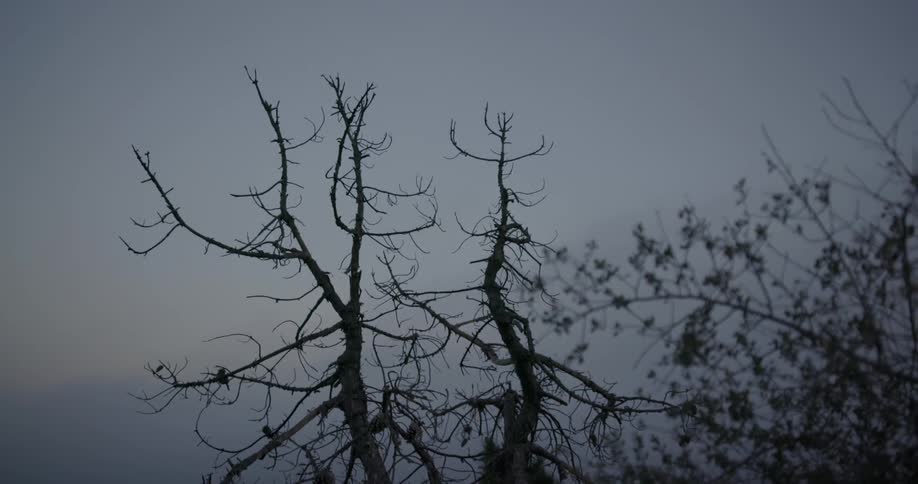 A view of tree tops that have no leaves