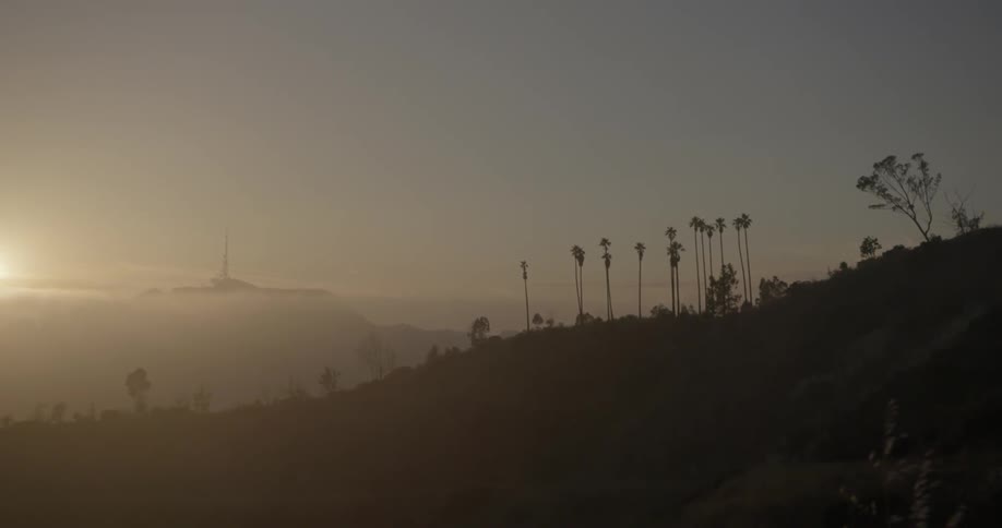 Bushes growing out of a hillside at sunset