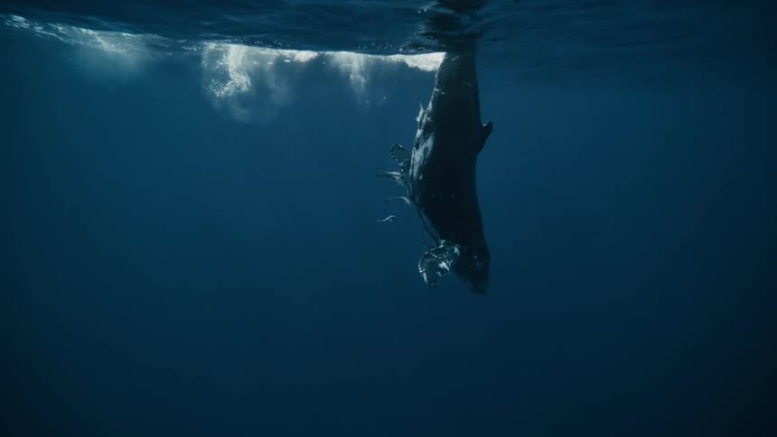 A dark whale swims diagonally downwards in deep blue water its lighter underside partially visible