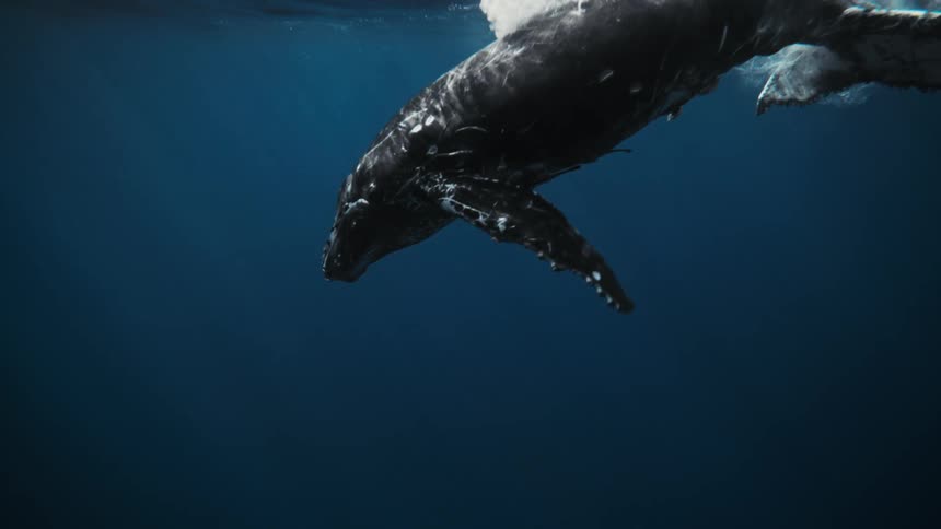 A footage of a whale swimming in the sea
