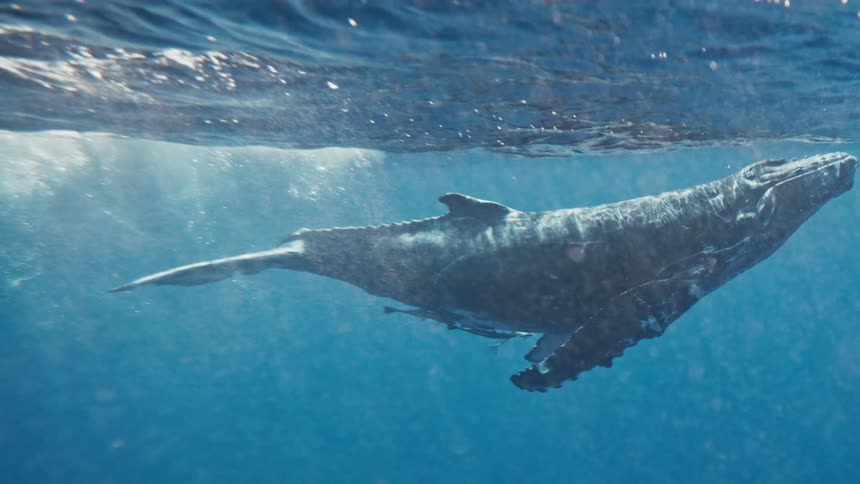 A mother humpback whale and her calf swim together in the ocean showcasing their strong bond and gentle nature