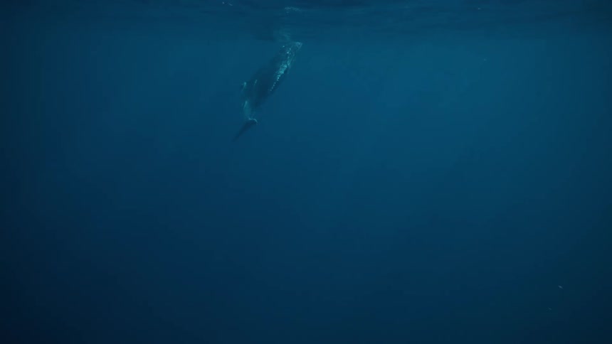 A humpback whale swims gracefully through the deep blue ocean
