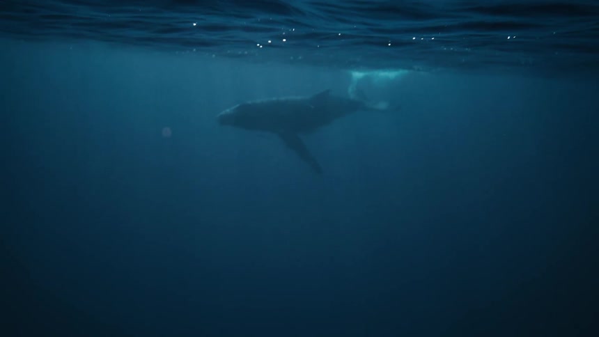 Whale swimming in the ocean