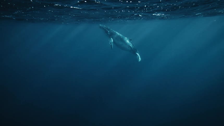 A blue whale under the blue water and it is going to the surface