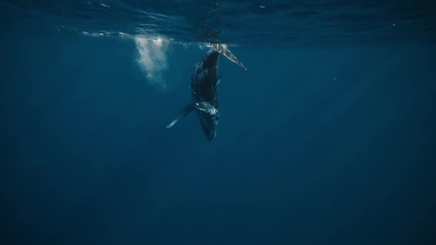 Whale swimming near the surface floats head down for a while