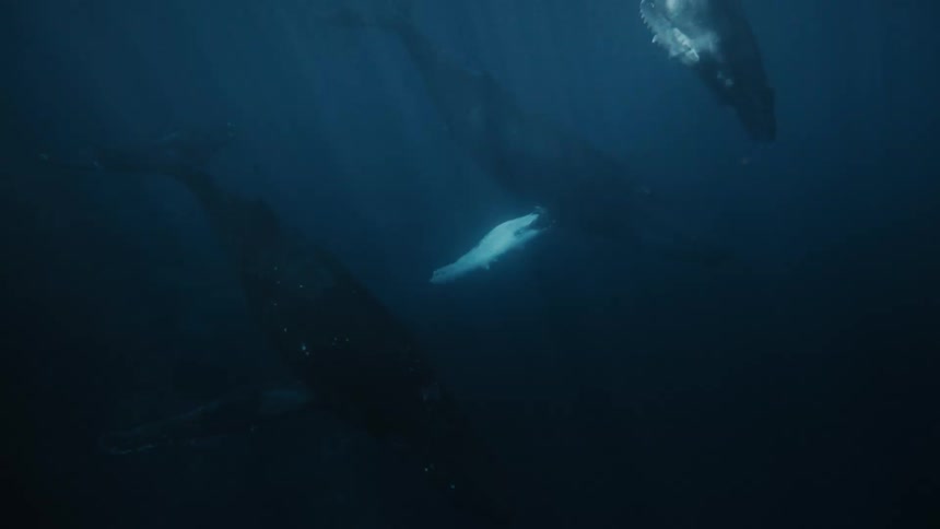 A close up clip of whales underwater