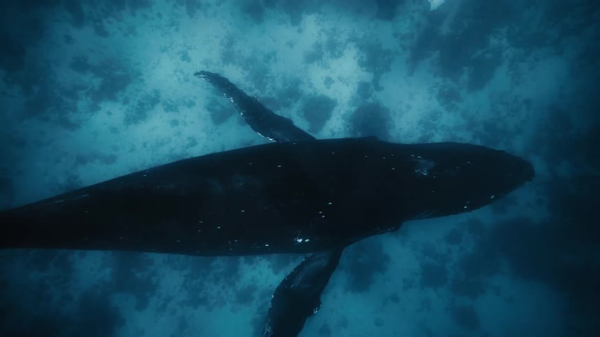 Humpback whales swimming near the bottom of the ocean floor