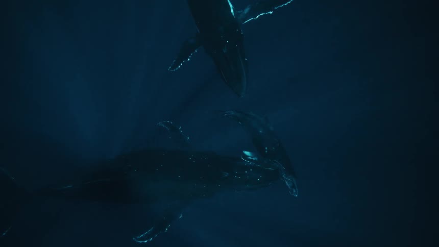 Two baby whales with an adult in the ocean