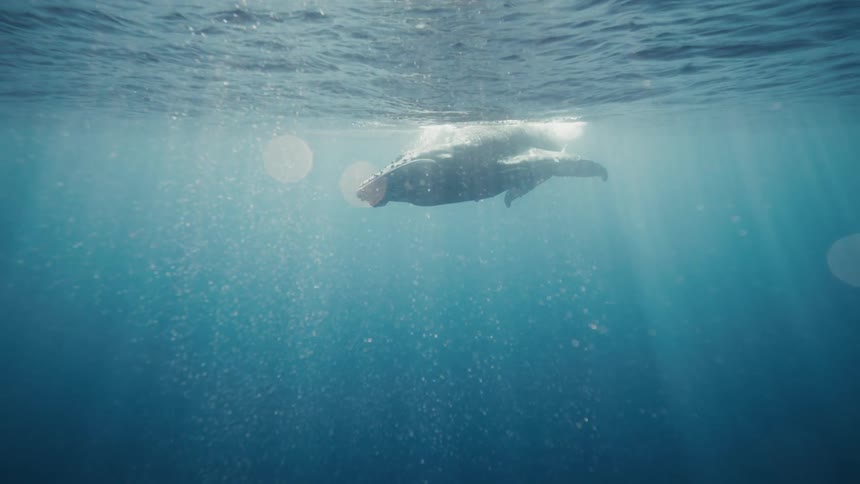 A whale swims in the distance through murky blue water with visible particles