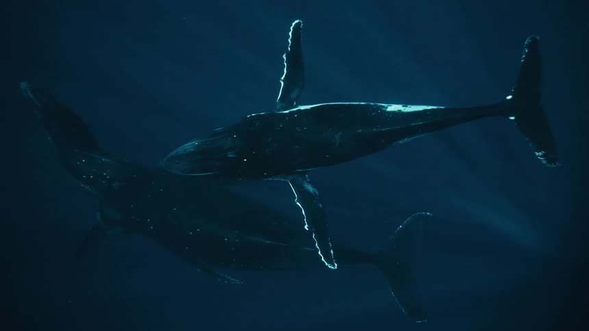Two whales swimming in the depths of the ocean