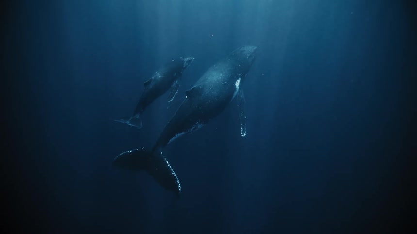 Whales swim underwater together