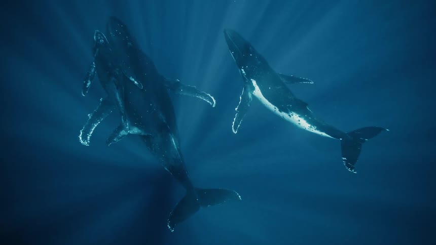A pod of humpback whales including a mother and calf swims gracefully through the crystal clear ocean