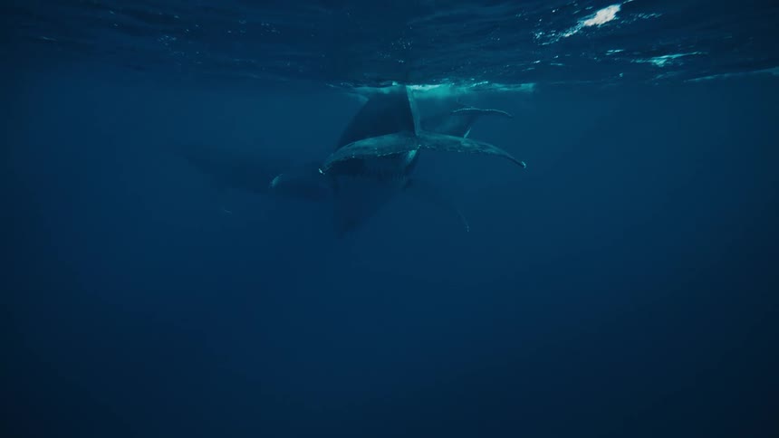 Whales swimming on the surface of the blue sea