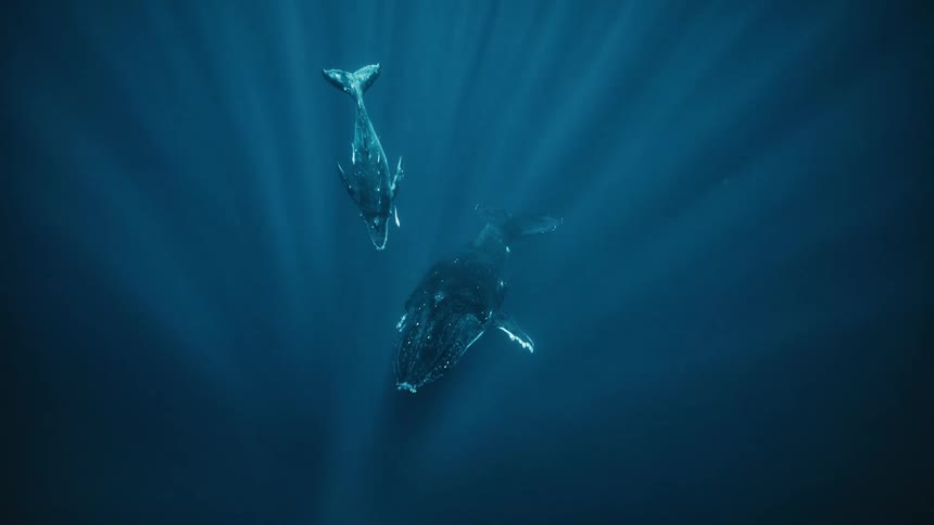 Whales swimming in the depths of the ocean with sun reflection