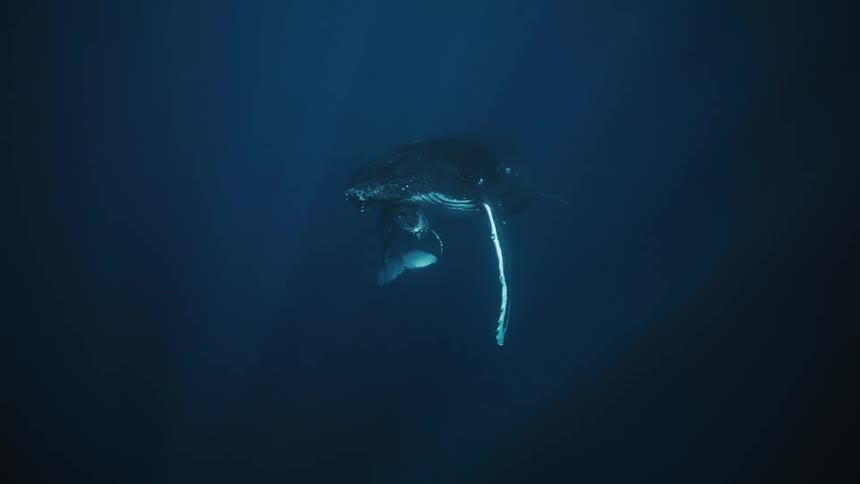Baby whale below an adult in the ocean