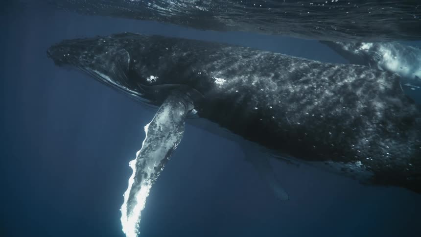 Whale swimming in the ocean