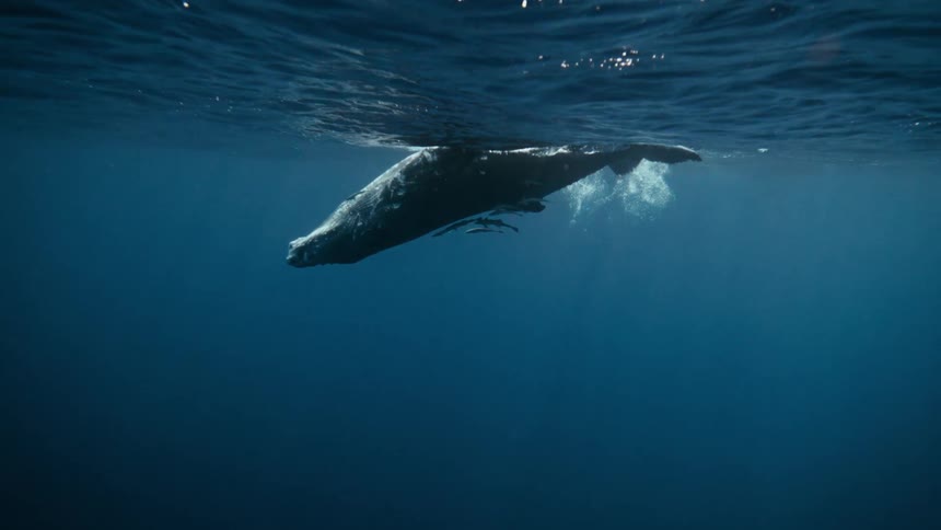 Large whale with fish around on the surface of the ocean