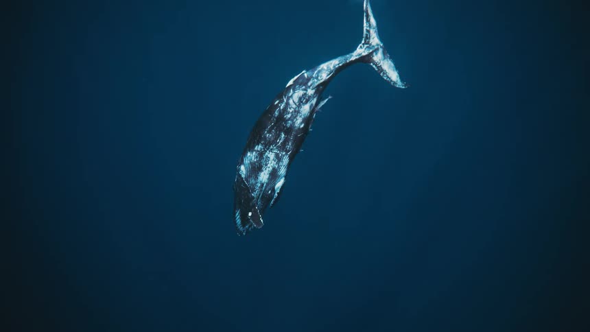 Humpback whale diving underwater in the ocean