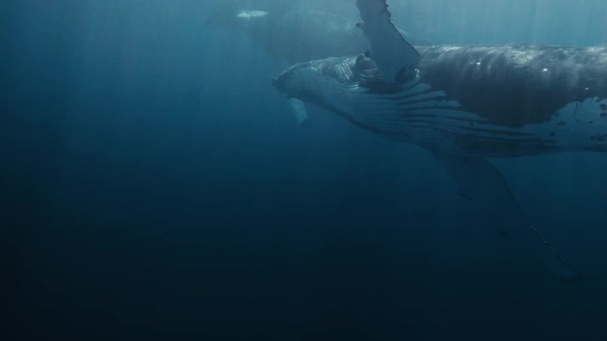 A humpback whale swims gracefully through the crystalclear ocean its massive body illuminated by a beam of sunlight