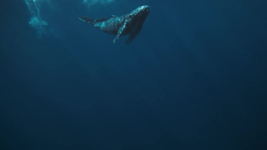 A large whale swims vertically upwards towards the surface of the deep blue ocean creating trails of bubbles