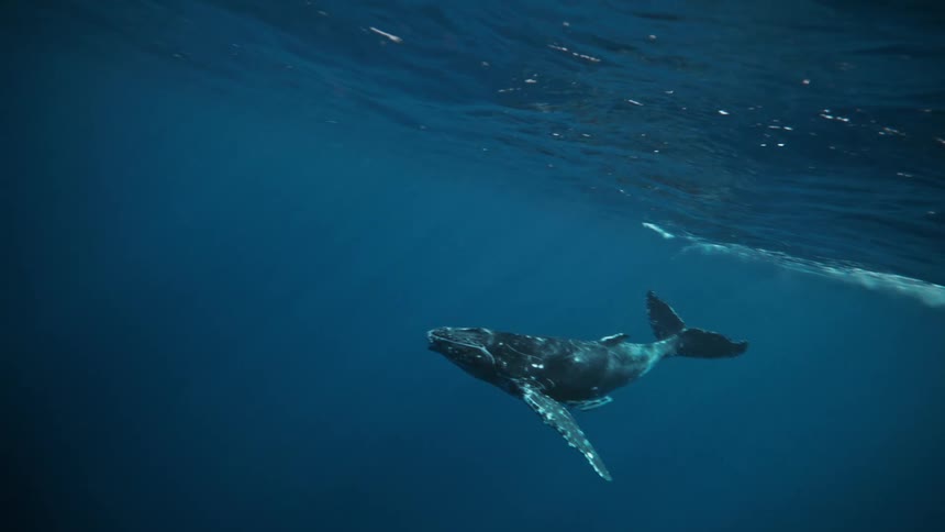 A large whale swims underwater
