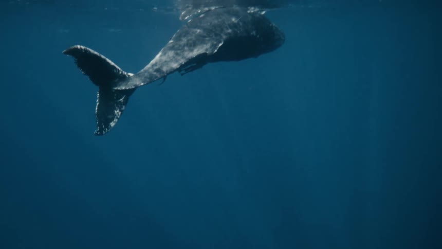 Whale swimming underwater