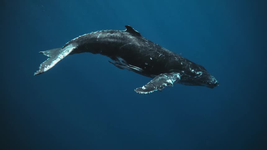 A humpback whale swims through the ocean