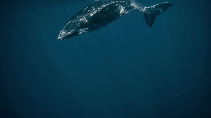 Large whale swimming close to the surface of the sea