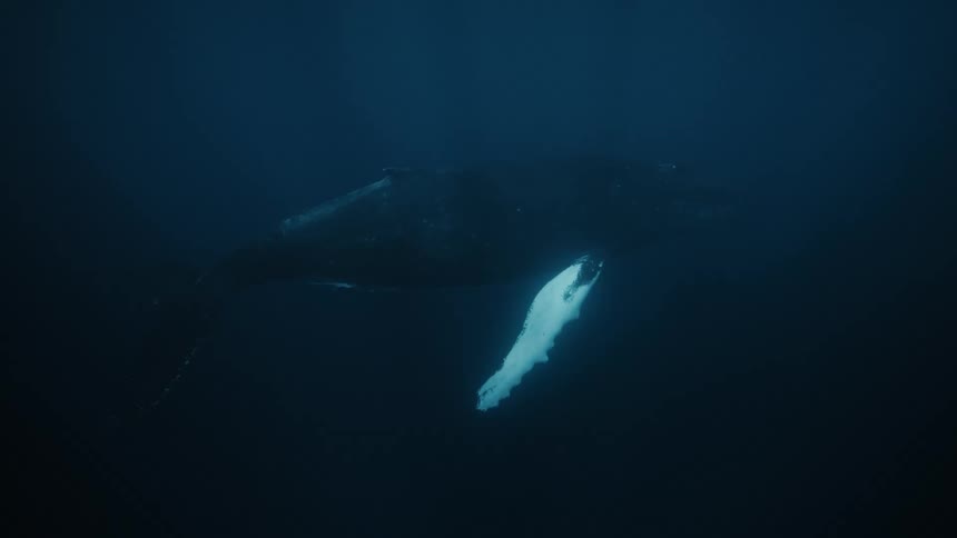 Whale swimming in the ocean