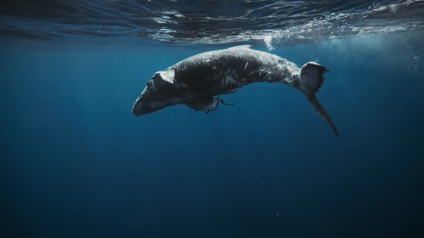 A whale breeches the oceans surface