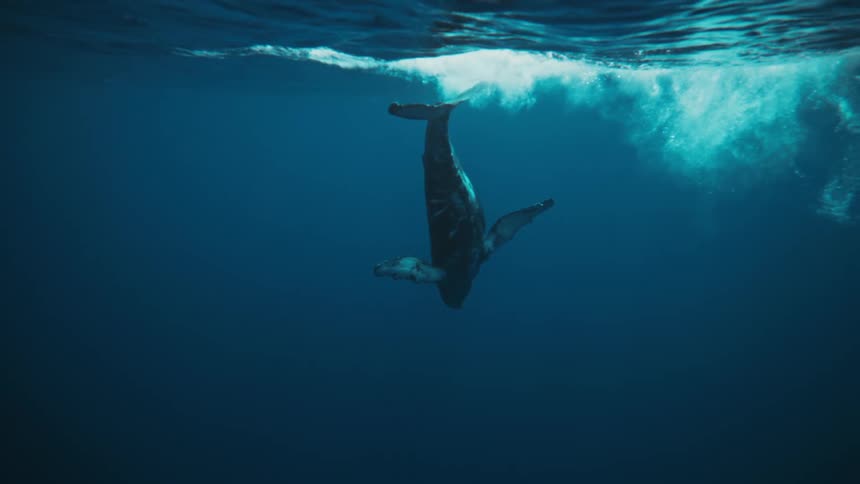 Whale leaving the surface and heading towards the depths of the sea