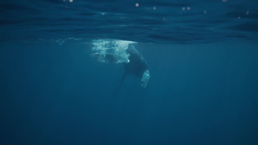 The whale splashes the surface of the water
