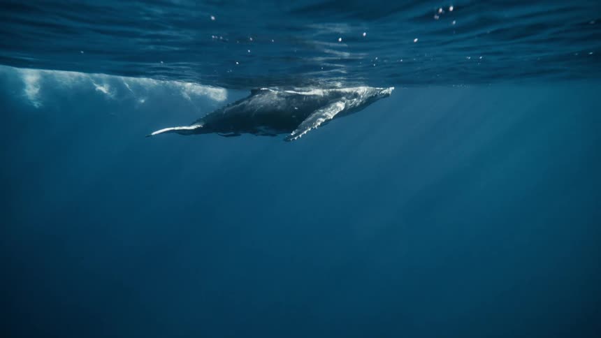 A whale swimming by itself towards the surface of the ocean