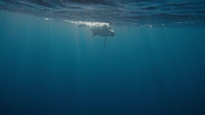 A humpback whale swims gracefully through the crystalclear ocean its massive body illuminated by a beam of sunlight