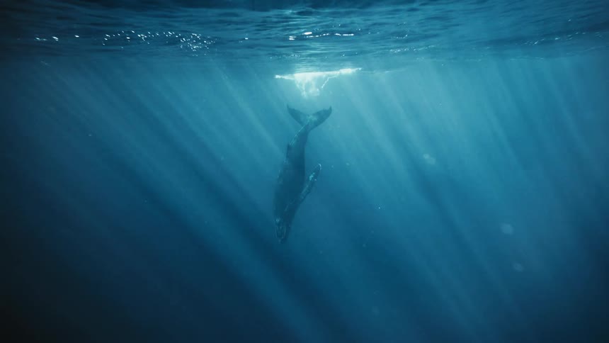 Whale breaking the surface and diving into the ocean
