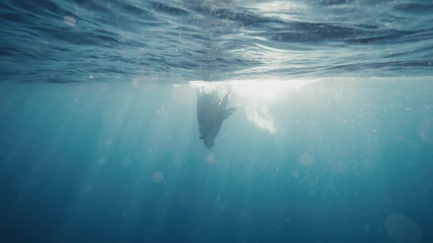 Reflection of the sun filtering through the ocean waters and a whale on the surface