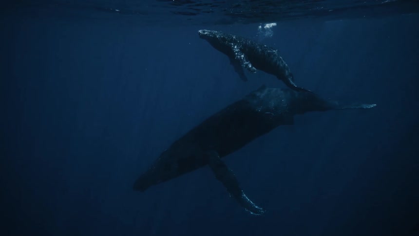 Under the ocean sea there are a few whales swimming